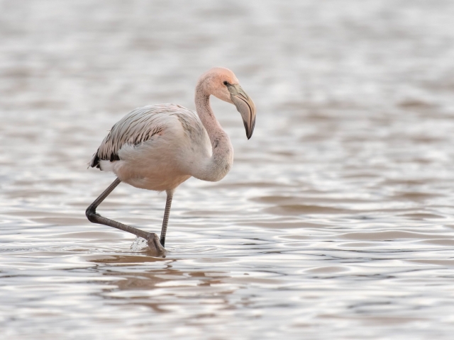 Greater Flamingo - Juvenile