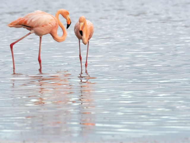 Greater Flamingo - Duo