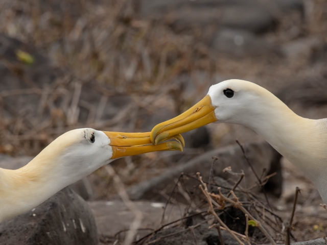 Waved Albatross - Beak Chatter