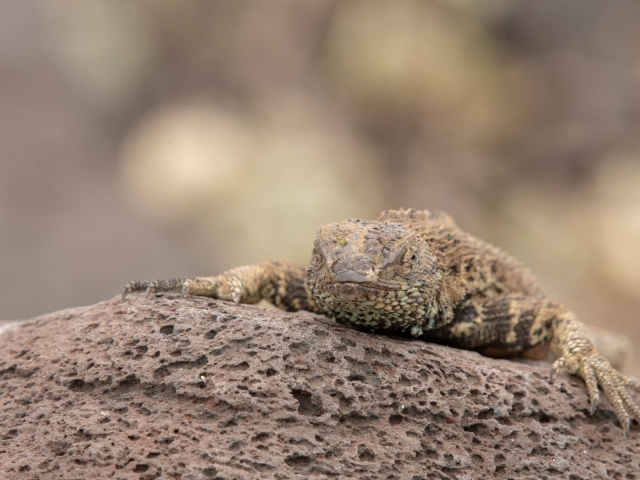 Galapagos Lava Lizard - Basking on the Rocks