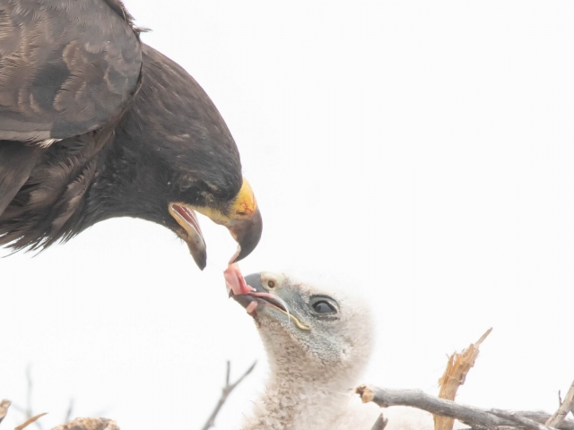 Galapagos Hawk - Feeding Chick On Nest