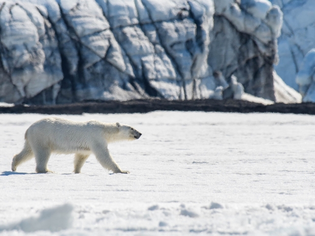 Polar Bear - Intent Stride
