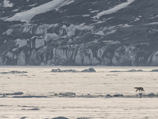 Polar Bear - Crossing the Fast Ice