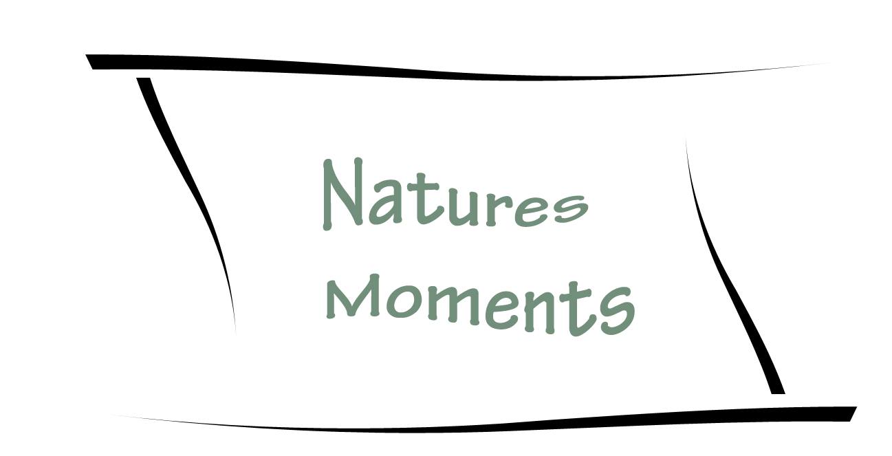 Natures Moments