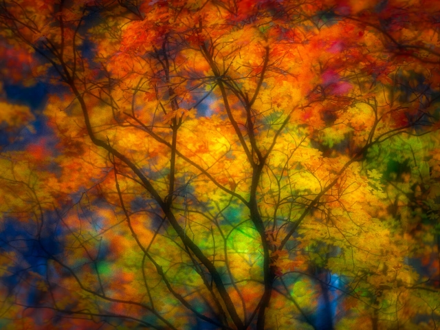 Autumn Colours, Zion