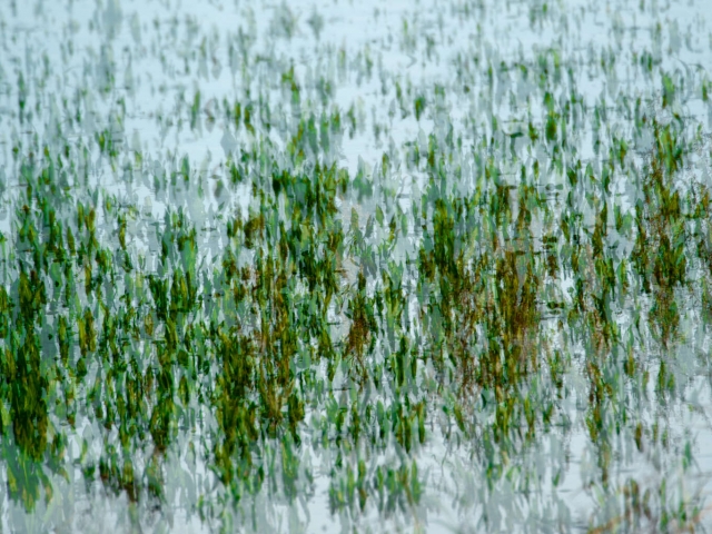 Grasses on the Water