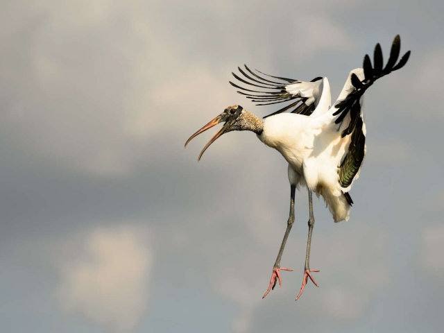 Wood Stork - Landing II