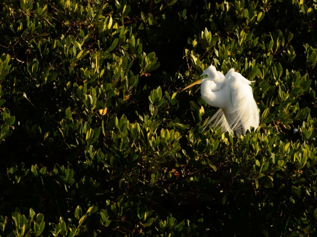 Great Egret In Mangroves