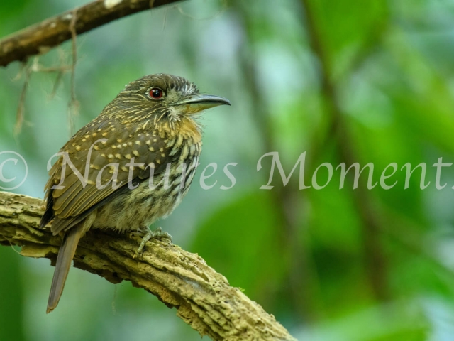 White-whispered Puffbird - On a Perch