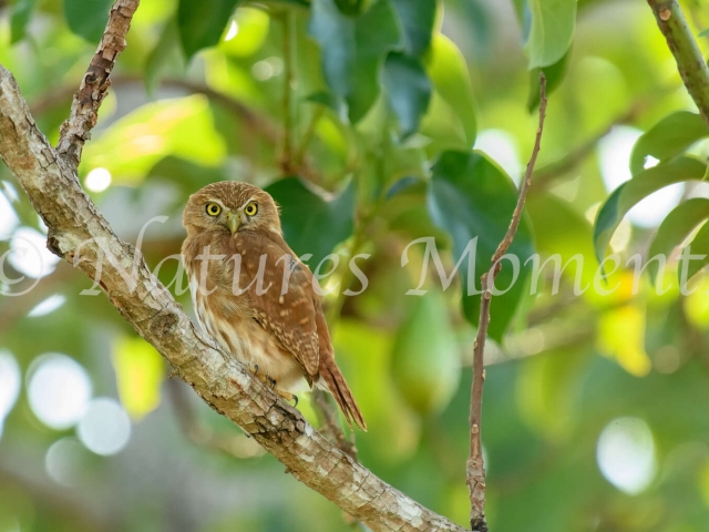 Pygmy Owl - Perched in a Tree