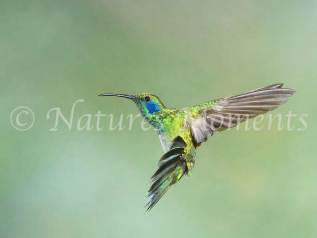 Green Violetear Hummingbird - Wings Back