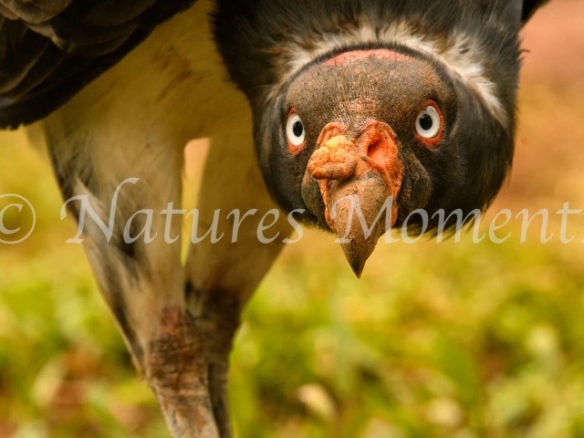 King Vulture - Close up