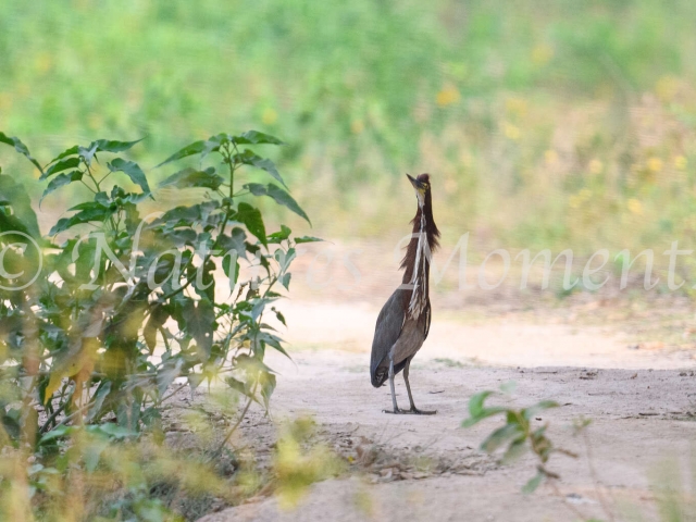 Rufescent Tiger Heron - On the Road