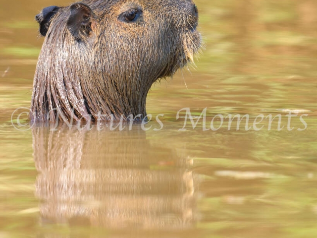 Capybara - Reflection