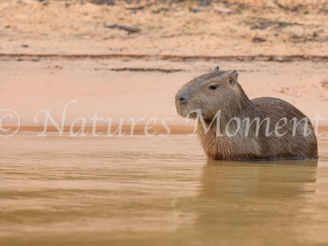 Capybara - Sandy Beach
