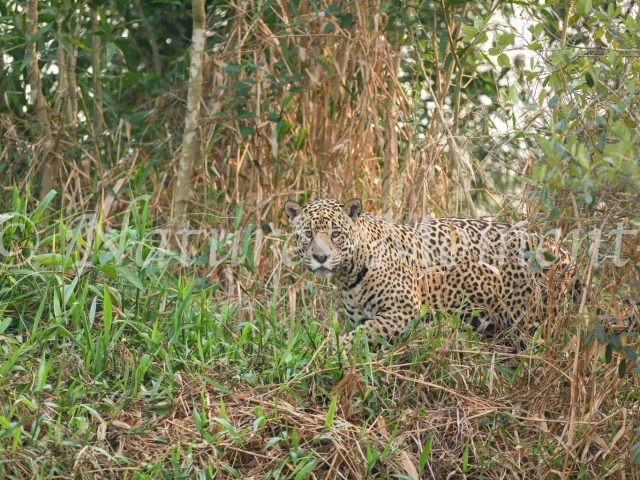 Jaguar - Grass Camouflage