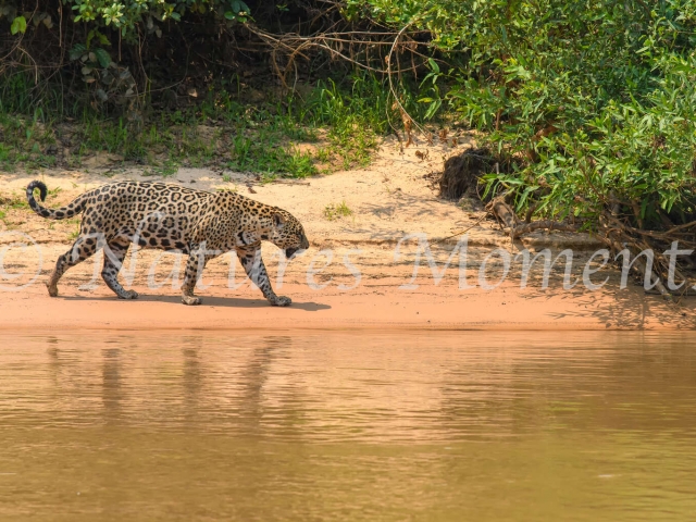 Jaguar - River Bank Stroll