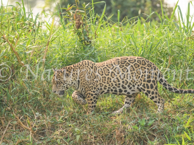 Jaguar - On the Hunt