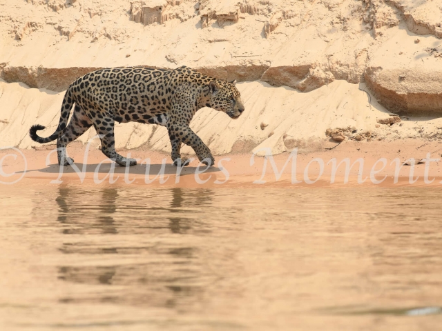 Jaguar - Sand bank Stroll