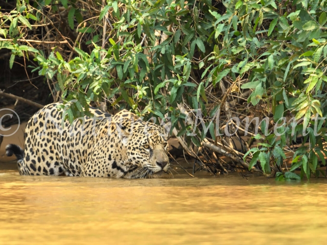 Jaguar - Walk in the Water
