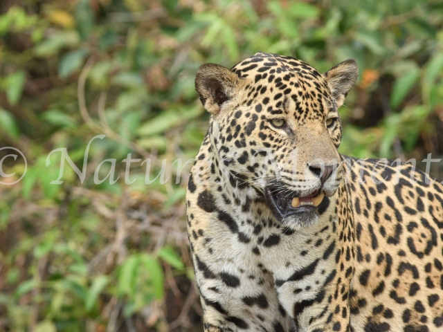 Jaguar - Portrait