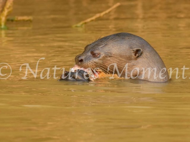 Giant River Otter - Fish Snack