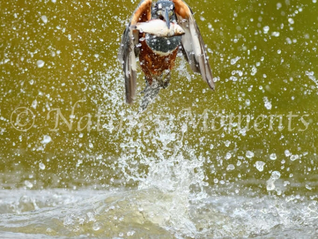 Ringed Kingfisher - After the Splash