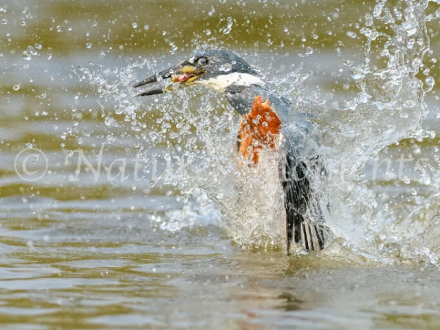 Ringed Kingfisher - Rise from the Water