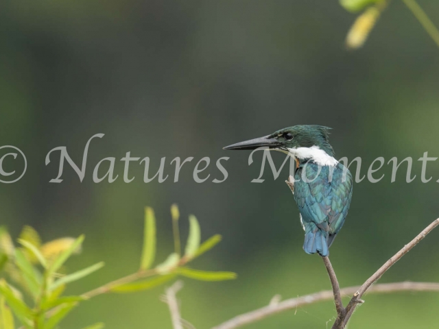Amazon Kingfisher -  Intense Stare