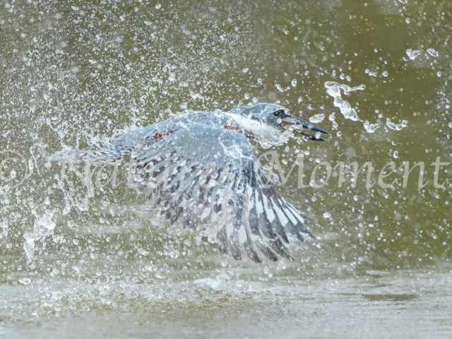 Ringed Kingfisher - Quite a Splash