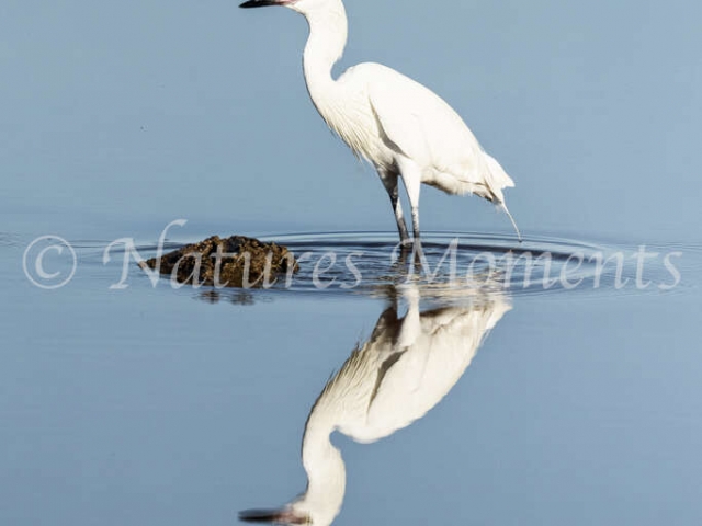 Reddish Egret - Reflection
