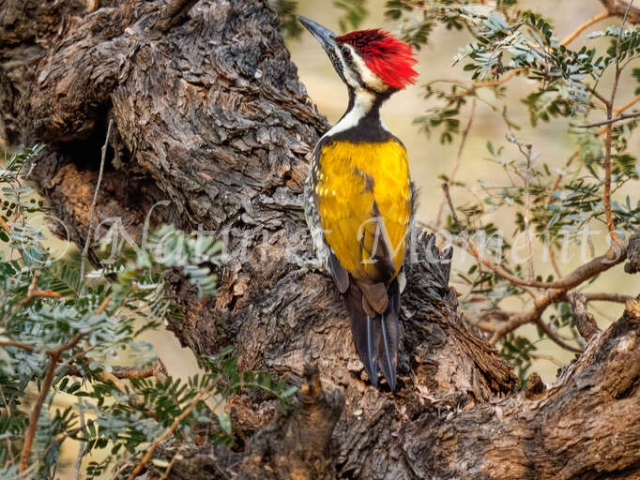 Flame-backed Woodpecker - Jhalana Safari Park