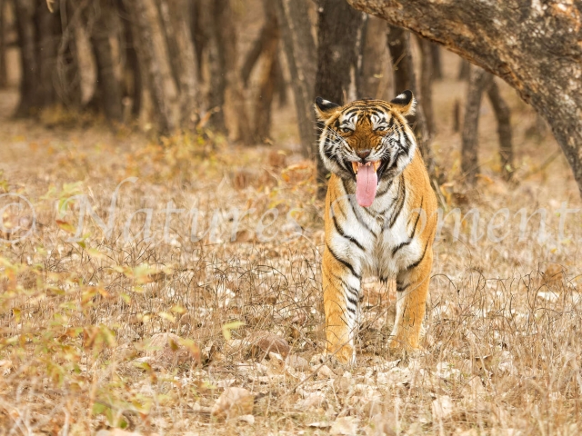 Bengal Tiger - Smirker