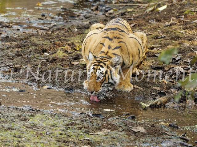 Bengal Tiger - Thirst Quenching