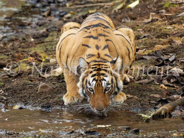 Bengal Tiger - Thirst Quencher