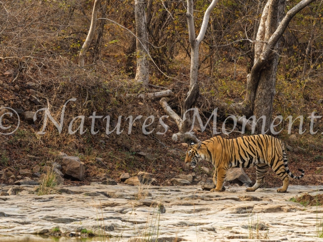 Bengal Tiger - Rock Walk