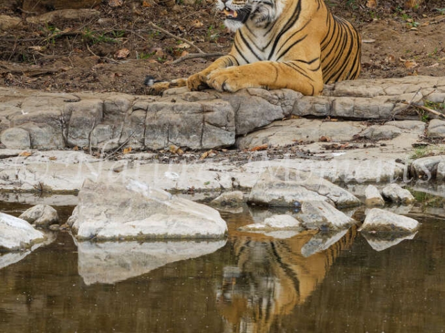 Bengal Tiger - Resting by the Waters Edge