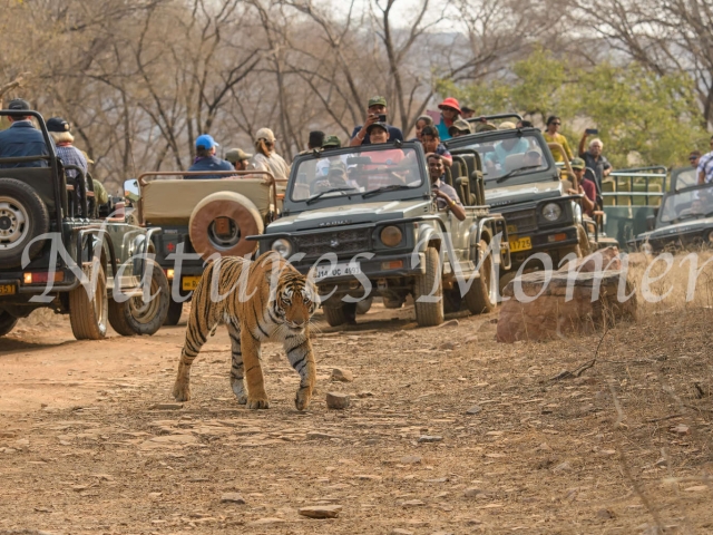 Bengal Tiger - Jeep Chaos