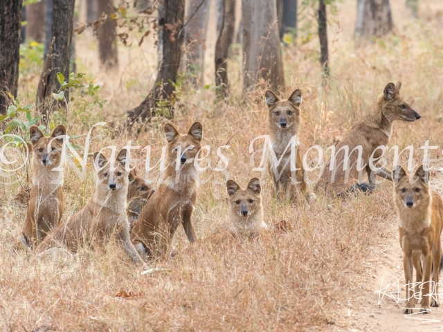 Wild Dog - The Pench Pack