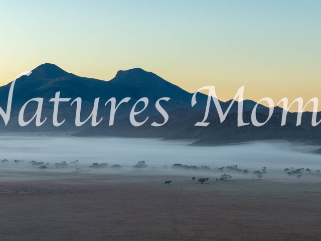 Namib Naukluft Park - Dawn Mist
