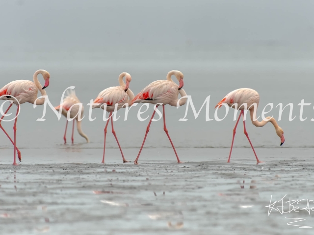 Flamingo - Family Group