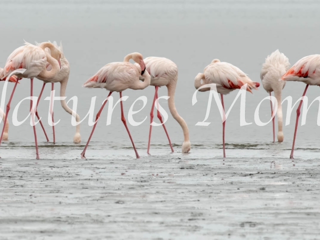 Flamingo - Fishing Group