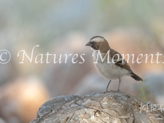 White-browed Sparrow Weaver - On Rock
