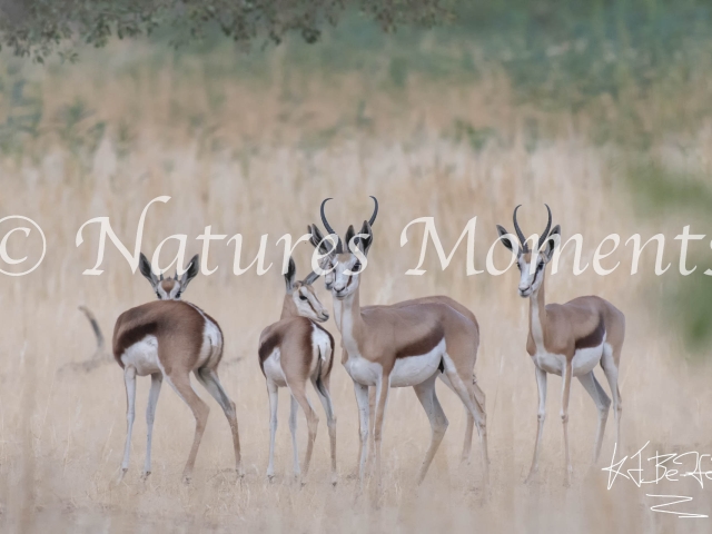 Springbok - Family Group