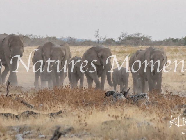 African Bush Elephant - Here We Come
