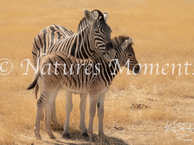 Burchell's Zebra - Mother and Foal