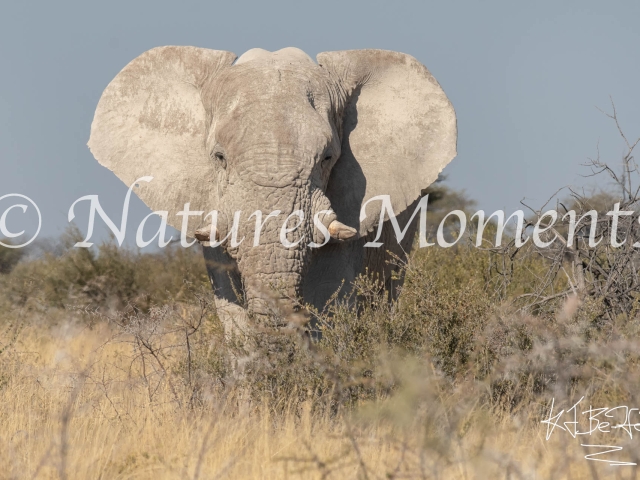 African Bush Elephant - Get Out of My Way