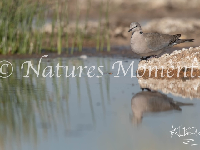 Collared Dove - Reflection