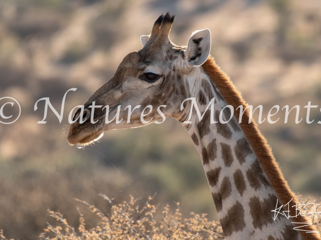 Namibian Giraffe - Head and Shoulders Above the Rest