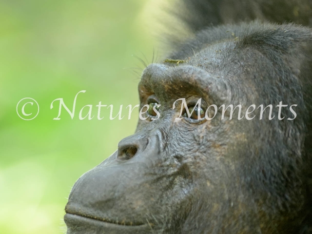 Chimpanzee - Resting Portrait